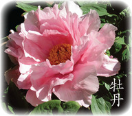Mudan-PinkWL-Hanzi 2